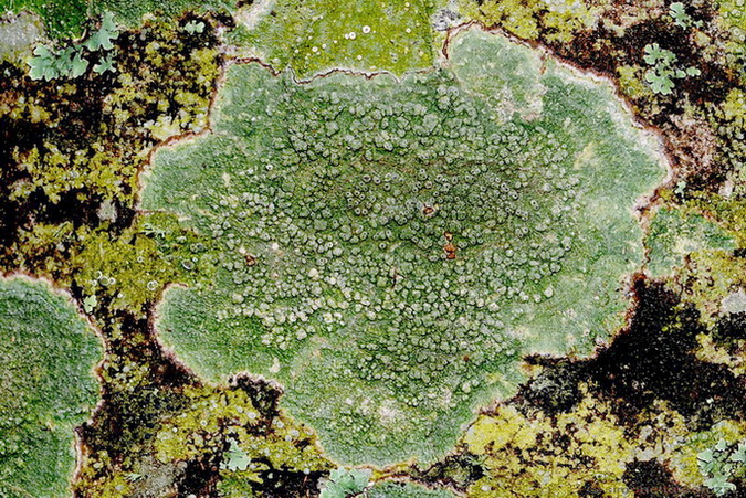 Licheni di Vallombrosa